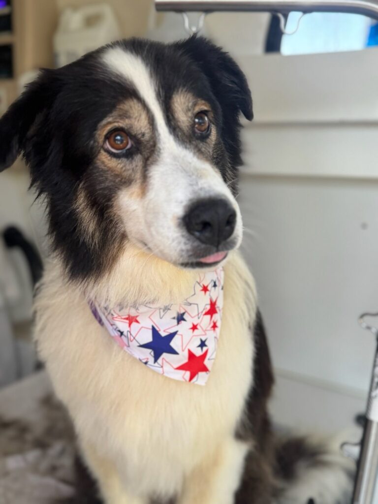farm dog - border collie pyrenees mix